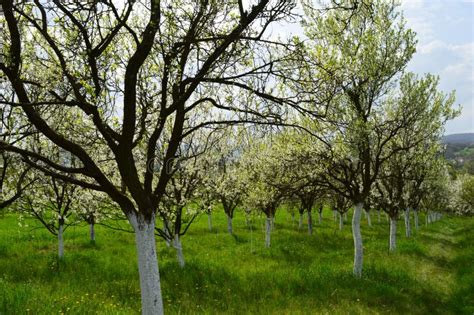 Orchard in the spring stock photo. Image of flowers - 114812748