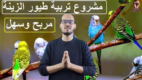 مشروع تربية طيور الزينةأهم الأمور التي يجب عليك معرفتها Youtube