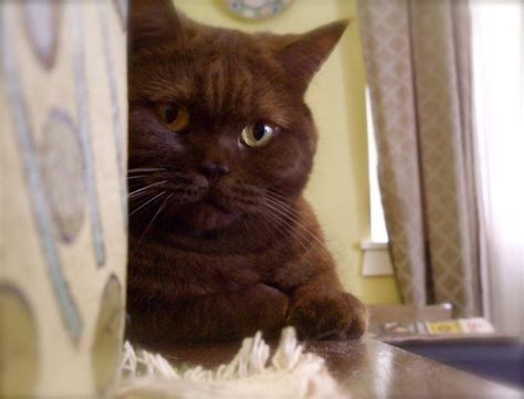 Chocolate British Shorthair Cat Cats Pinterest Cats British And