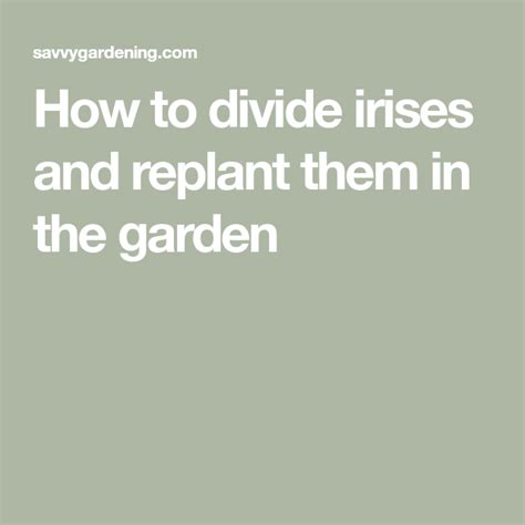 How To Divide Irises And Replant Them In The Garden Replant Garden