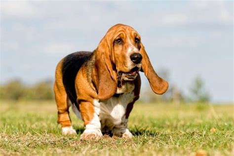 Basset Hound Names – [240 Awesome Ideas] - My Dog's Name