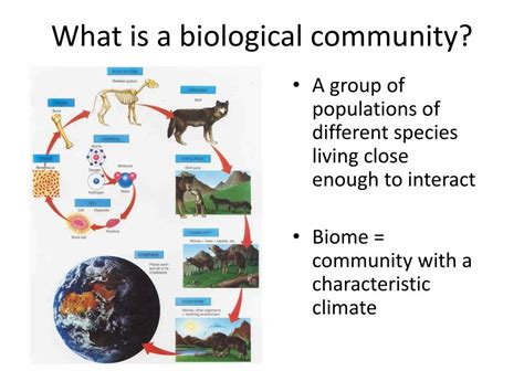 Ppt Biological Communities In The World Around Us Powerpoint