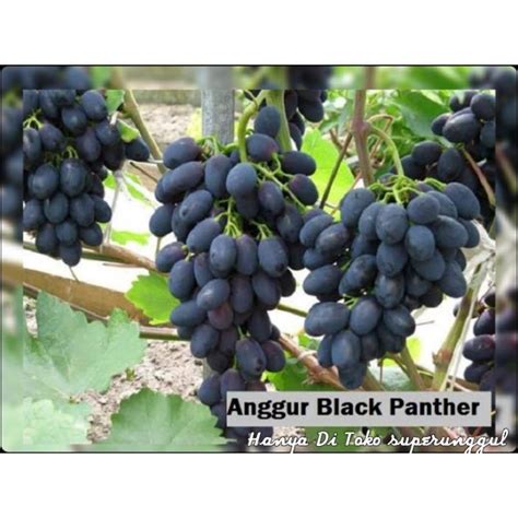 Bibit Anggur Import Jenis Black Panther Cod Lazada Indonesia