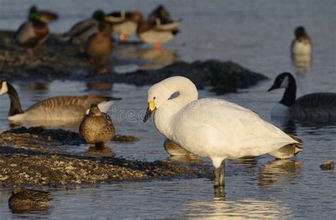 Bewick`s Tundra Swan, Cygnus Columbianus, Holarctic Swan in the Nature ...