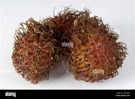 Rambutan Nephelium Lappaceum Stock Photo Alamy