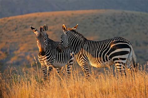 Cape Mountain Zebras In Grassland At Sunrise Mountain Zebra National