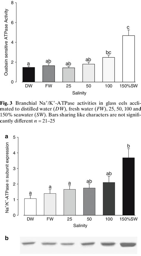 A Branchial Na K ATPase Subunit Expression Determined By