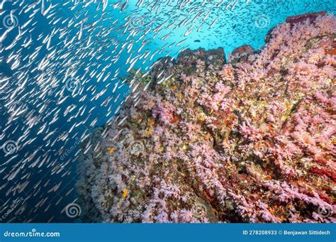 Arrecife De Coral Suave Rosa Y Escuela De Pescado En La Isla De Bon