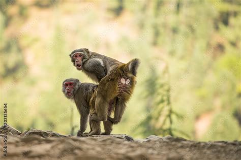 Monkeys During Copulation A Couple Of Macaques Are Having Sex While