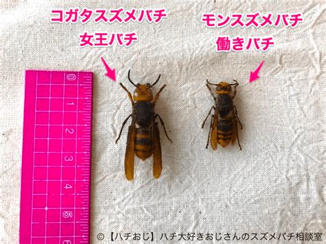 スズメバチの女王バチの生態って？見分け方や戻りバチについて解説！ 【ハチおじ】ハチ大好きおじさんのスズメバチ相談室