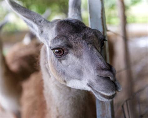 90+ Camelid Family Stock Photos, Pictures & Royalty-Free Images - iStock