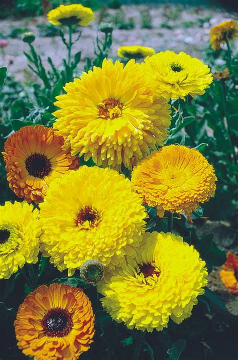 Flores Para Plantar No Seu Jardim Em Agosto Vamos Comer Melhor