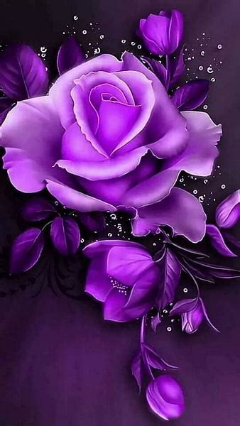 Royal Purple Rose Bonito Pretty Hd Phone Wallpaper Peakpx