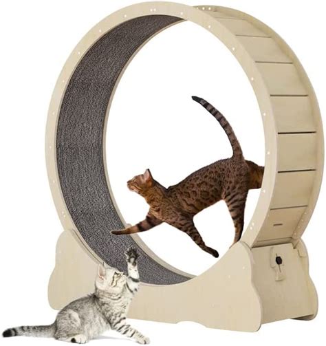 9 Best Cat Wheel Products To Keep Your Furry Friend In Shape