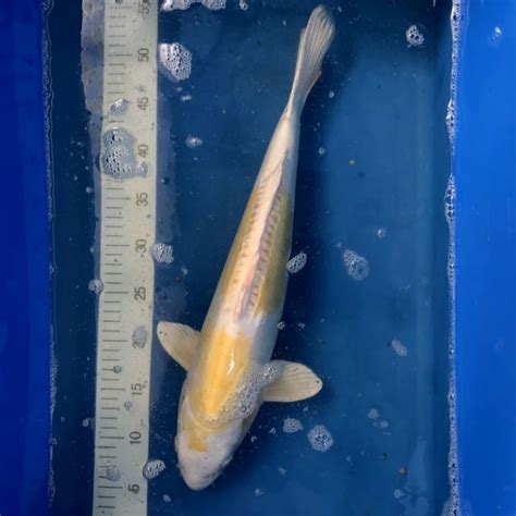 Koi Doitsu Lemon Hariwake 45 50 Cm Archiv Koifarm Straeten