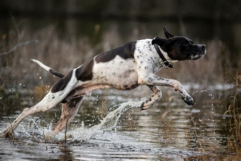 Experții au fost uimiți când au văzut ce au făcut crocodilii dintr un