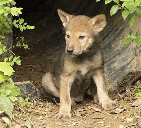 More Red Wolf Pups Nature Watch