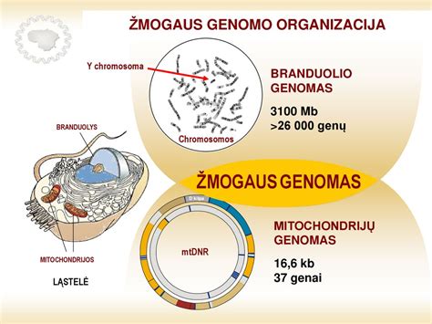 LietuviŲ Genomai Praeityje Ir Dabar Ppt Download