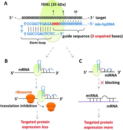 Orthogonal Genetic Regulation On Different Targeted Rna Loci A The Download Scientific