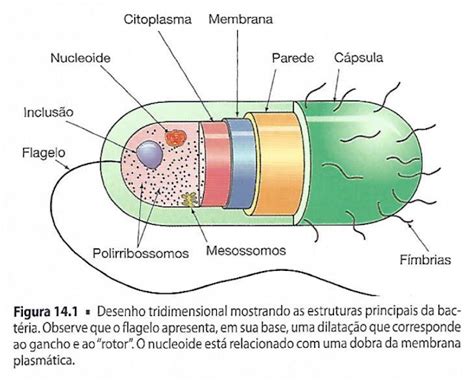Estrutura Da Bacteria - Desenho tridimensional mostrando as estruturas principais da bactéria