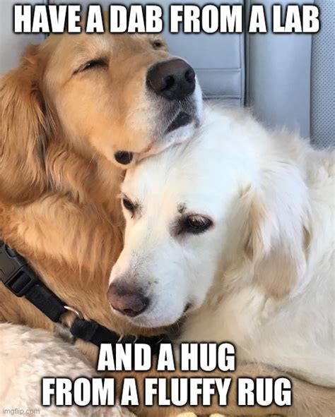 Dog Hug Imgflip