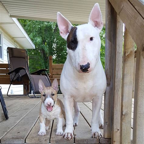 mini american bull terrier
