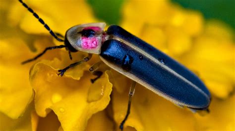 Fireflies | National Geographic