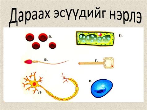 11 бэлгийн үржил