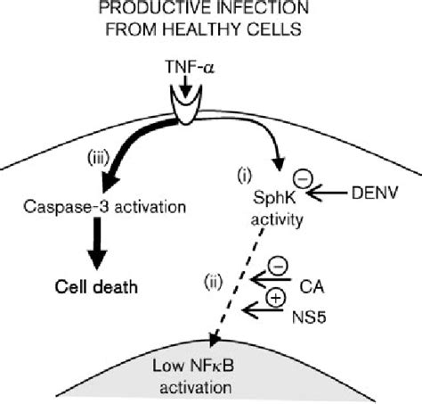 Schematic Representation Of The Interactions Between Denv Tnf A