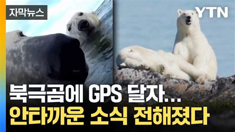 자막뉴스 북극곰에 Gps 추적기 달아보니드러난 위기의 생태계 Ytn