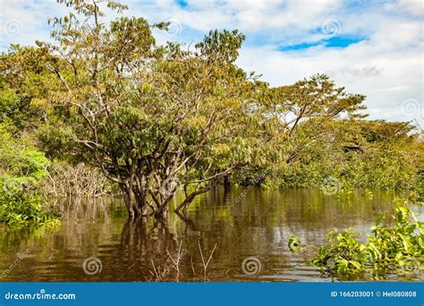 Bushes And Trees Flooded By Amazon River Trees Reflecting In Water