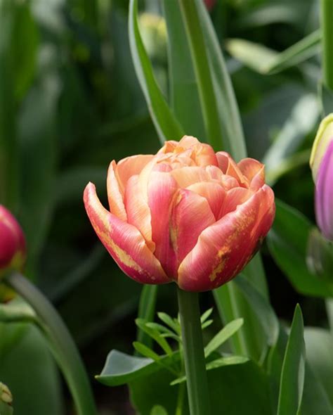 Tulpe Copper Image Preisgekr Nter Blumenzwiebel Und Pflanzenlieferant