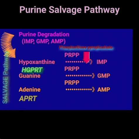 Purine Salvage Pathway Metabolism Made Easy Youtube