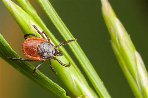 Your Guide To Wisconsin Ticks Wil Kil Pest Control