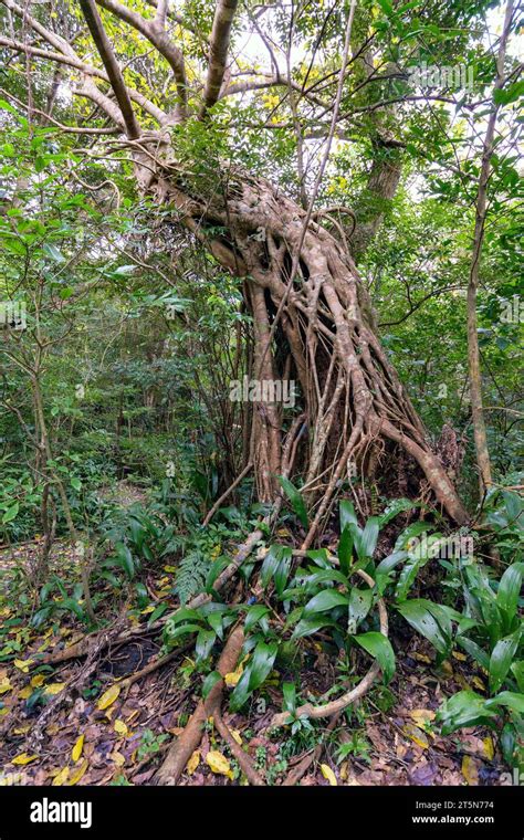 Sea Fig Ficus Superba From Amami Ushima Ryukyu Islands Japan Stock