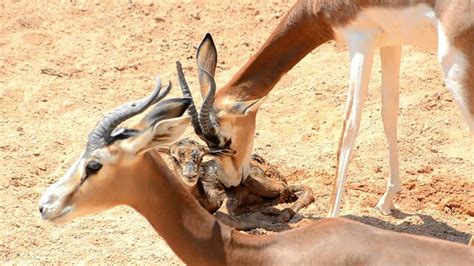 Nacimiento En Directo De Una Gacela Mhorr En Bioparc Valencia YouTube