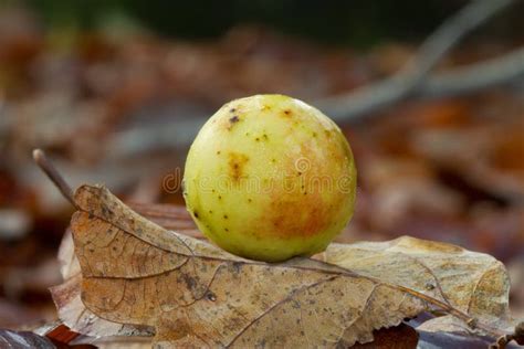 Cherry Gall Stock Image Image Of Yellow Natural Robur 164935247