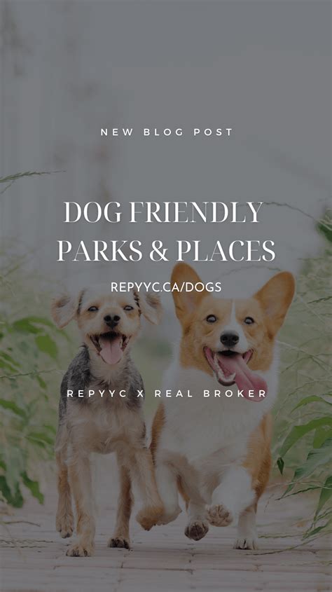 The Best Dog Parks And Dog Friendly Places In Calgary