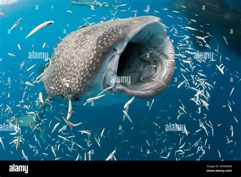 Feeding Whale Shark Rhincodon Typus Cenderawasih Bay West Papua