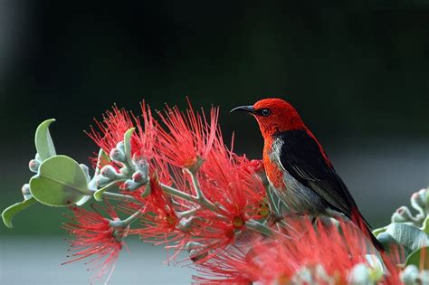 Red and Black Bird on Red Flowers · Free Stock Photo