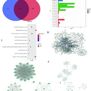 Mir B Target Gene Bioinformation Bioinformatics Analysis Of