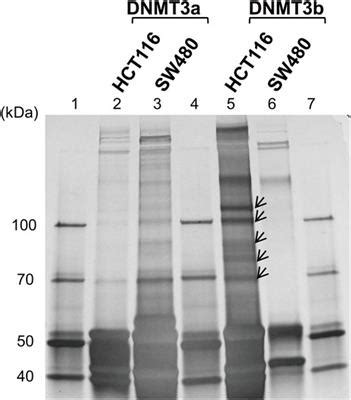 Frontiers Gut Microbiota Dependent Adaptor Molecule Recruits DNA