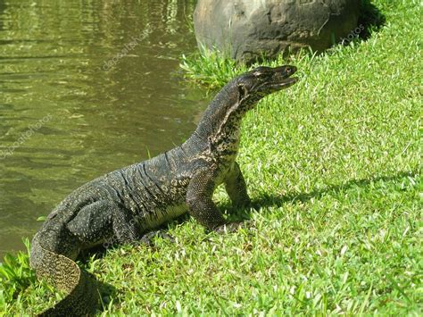 Monitor Lizard A Reptile Stock Photo Fi Nastja 5336753