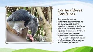 Cadena Alimenticia PPT