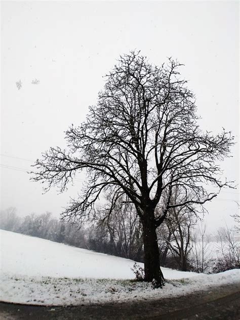 Tree Snow Snowfall Free Photo On Pixabay Pixabay