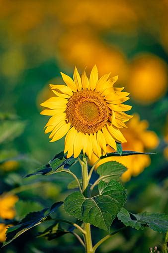 Sunflower Petals Flower Hd Wallpaper Peakpx