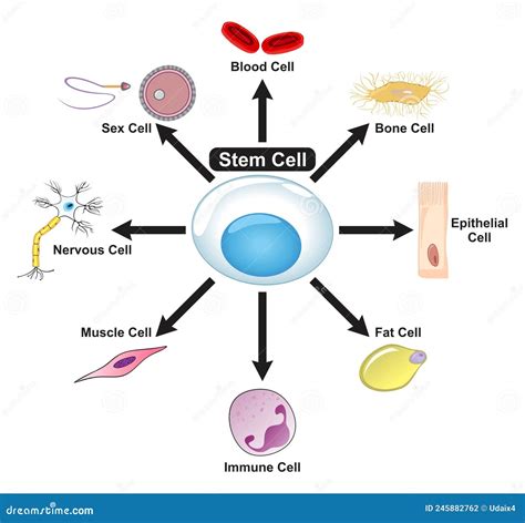 Stem Cell Diagram Showing How It Can Convert To Blood Bone Epithelial