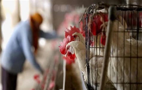 Bird Flu In India Avian Flu Confirmed In Many States