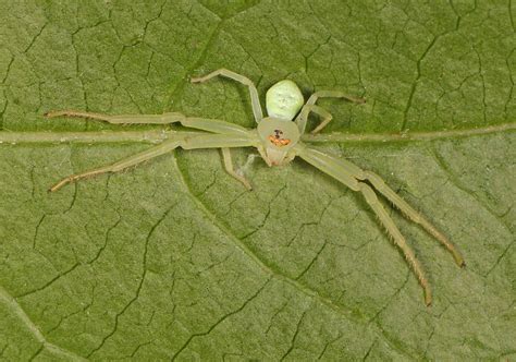 Goldenrod Crab Spider Misumena Vatia Julie Metz Wetland Flickr