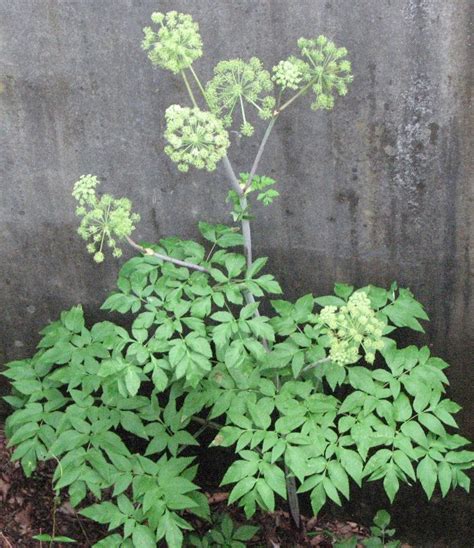 Giant Hogweed And Lookalikes Giant Hogweed Horticulture Aph Maine Acf